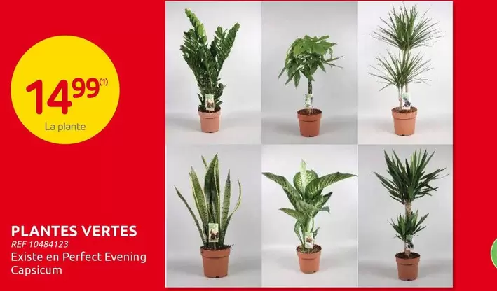 PLANTES VERTES