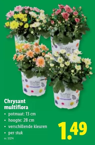 Chrysant multiflora