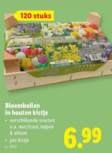Bloembollen in houten kistje