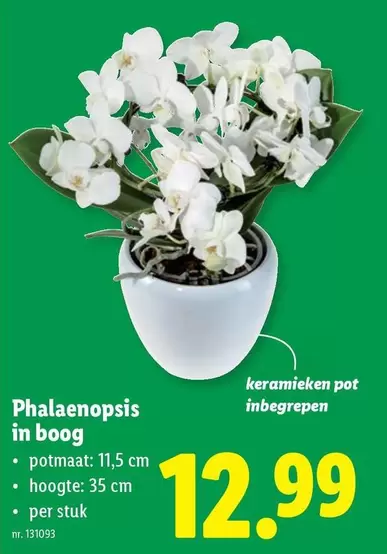 Phalaenopsis in boog