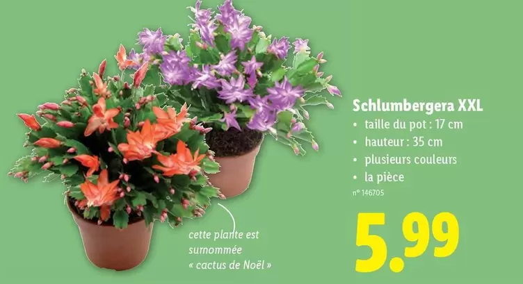De - Schlumbergera XXL