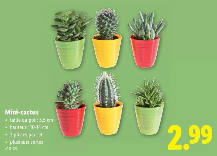 Mini-cactus