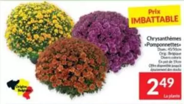 De - Chrysanthèmes Pomponnettes