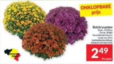 Bolchrysanten