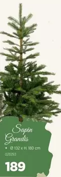 Sapin Grandis
