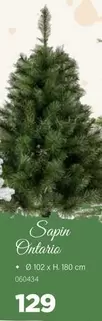 Sapin Ontario