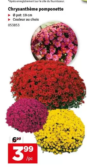 Chrysanthème pomponette