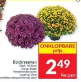 De - Bolchrysanten