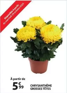 De - CHRYSANTHÈME GROSSES TÊTES