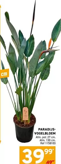 PARADIJS-VOGELBLOEM