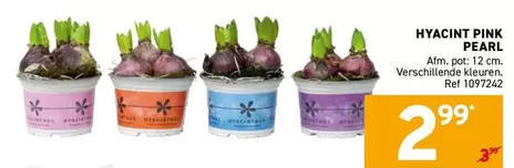 Pink - HYACINT PINK PEARL