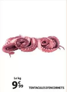 TENTACULES D'ENCORNETS