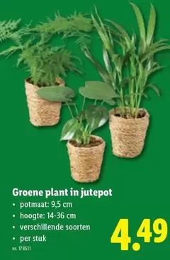 Groene plant in jutepot