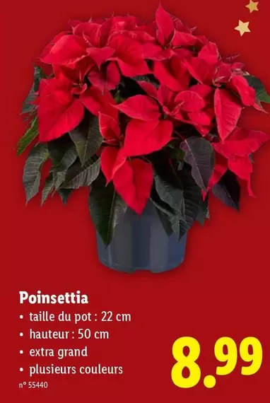 Extra - Poinsettia