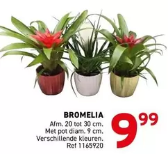 BROMELIA