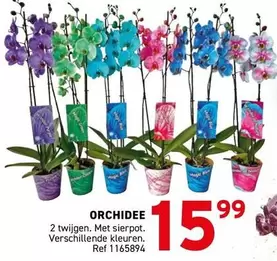 ORCHIDEE