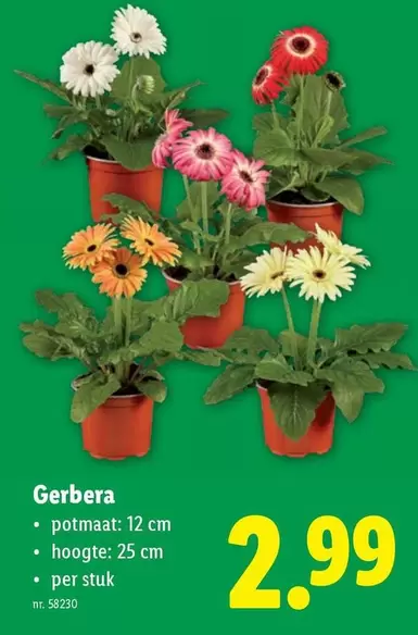 Gerbera