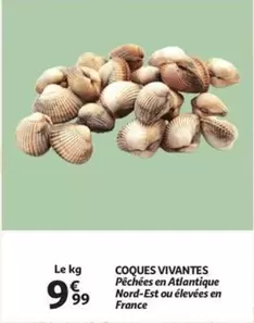 COQUES VIVANTES