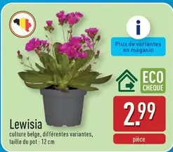 De - Lewisia