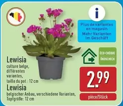De - Lewisia