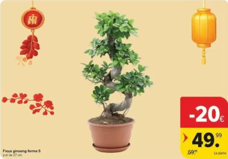 De - Ficus ginseng forme S