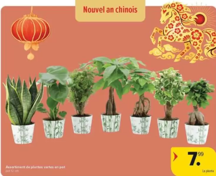 De - Assortiment de plantes vertes en pot