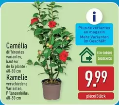 De - Camélia Kamelie