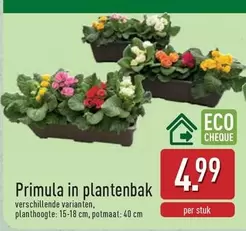 Primula in plantenbak