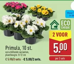 De - Primula, 10 st.