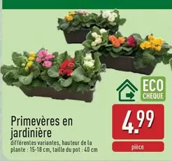 De - Primevères en jardinière