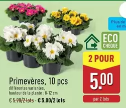De - Primevères, 10 pcs