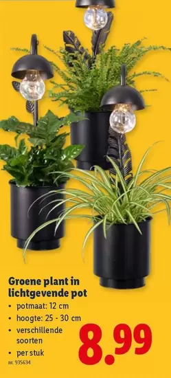 Groene plant in lichtgevende pot