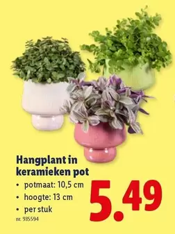 Hangplant in keramieken pot