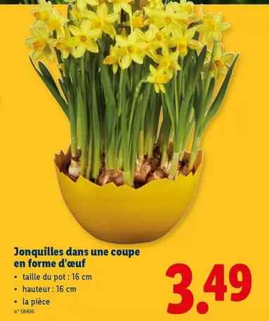 Jonquilles dans une coupe en forme d'œuf