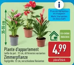 De - Plante d'appartement