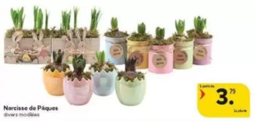 De - Narcisse de Pâques