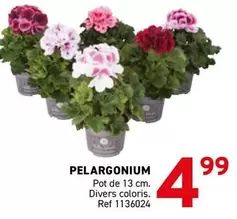 De - PELARGONIUM Pot de 13 cm. Divers coloris. Ref 1136024