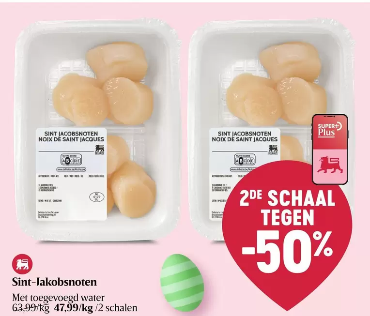 De - Sint-jakobsschelpen