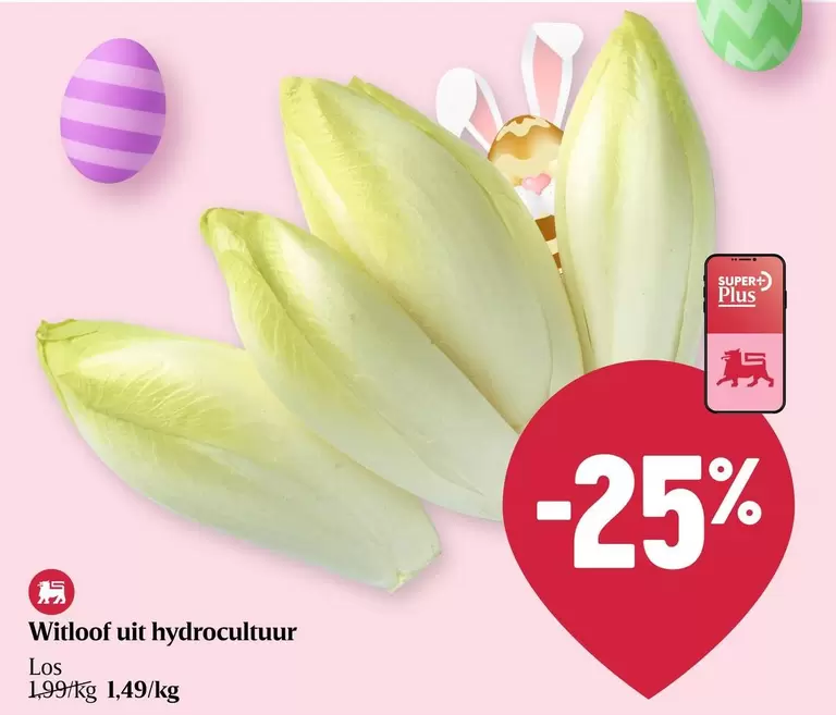 Witloof uit hydrocultuur