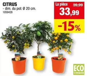 CITRUS - dim. du pot: Ø 20 cm. 1059428