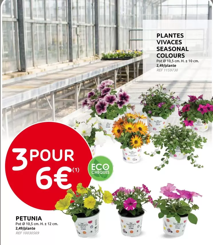 Plantes Vivaces Seasonal Colours