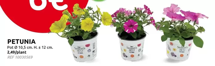 PETUNIA Pot Ø 10,5 cm. H. ± 12 cm. 2,49/plant
