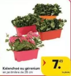 De - Kalanchoe ou géranium