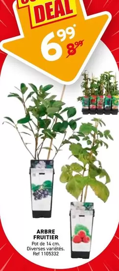 De - ARBRE FRUITIER Pot de 14 cm Diverses variétés. Ref 1105332