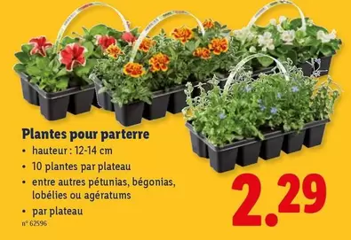 Plantes pour parterre