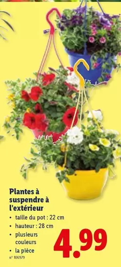 Plantes à suspendre à l'extérieur