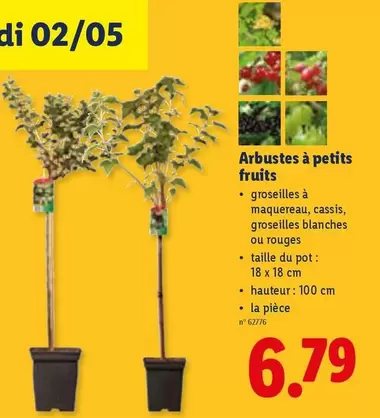 Arbustes à petits fruits