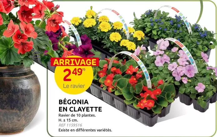 De - BÉGONIA EN CLAYETTE