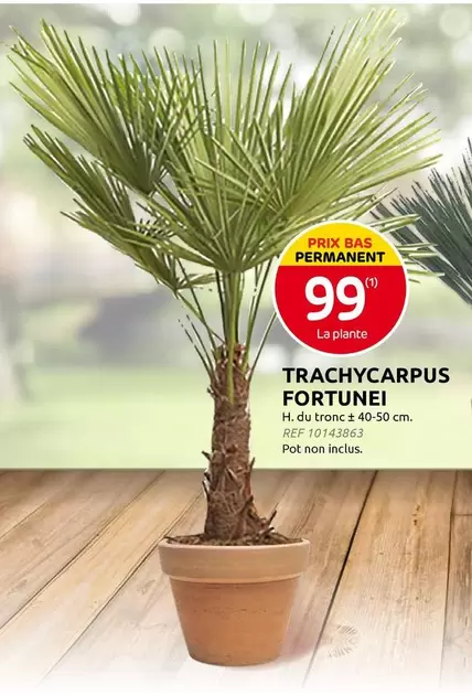 TRACHYCARPUS FORTUNEI