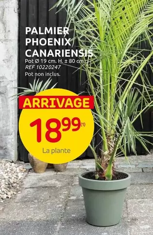 PALMIER PHOENIX CANARIENSIS REF 10220247